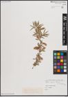 Foto von Salix capusii Franch.